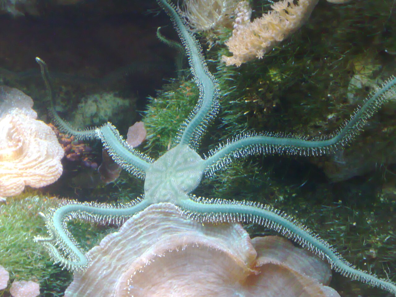 Ophiure épaisse