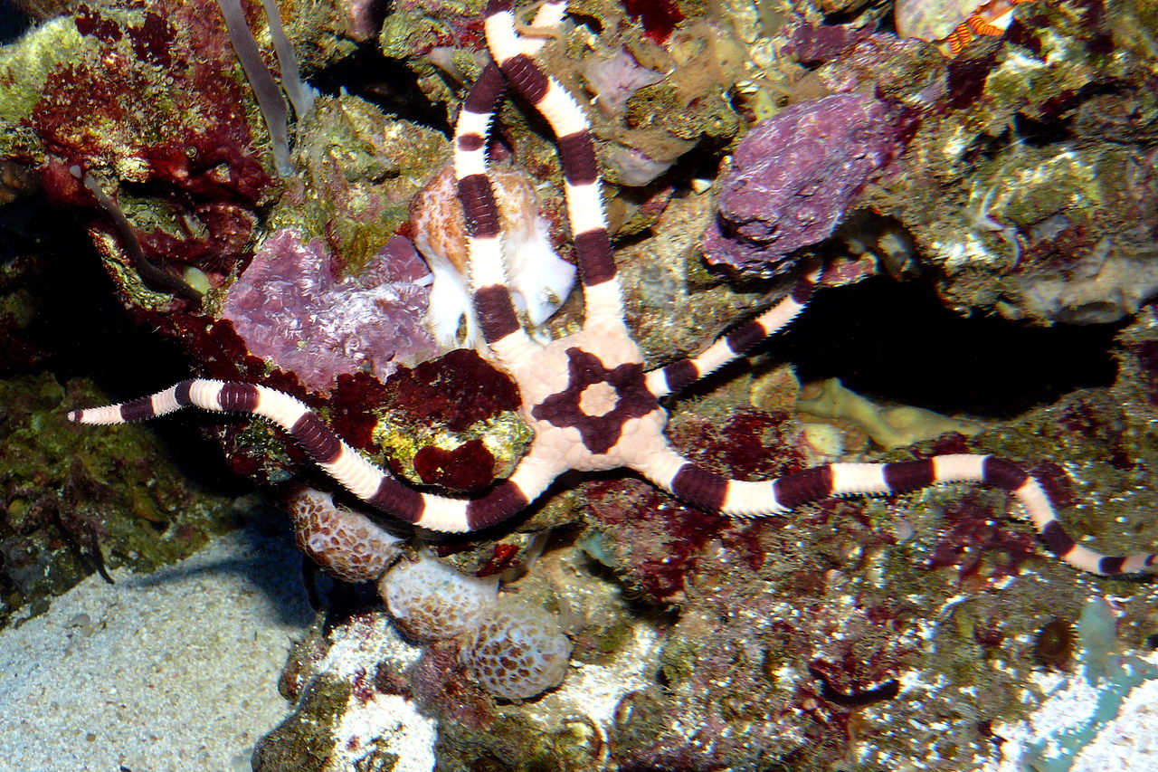 Ophiure superbe