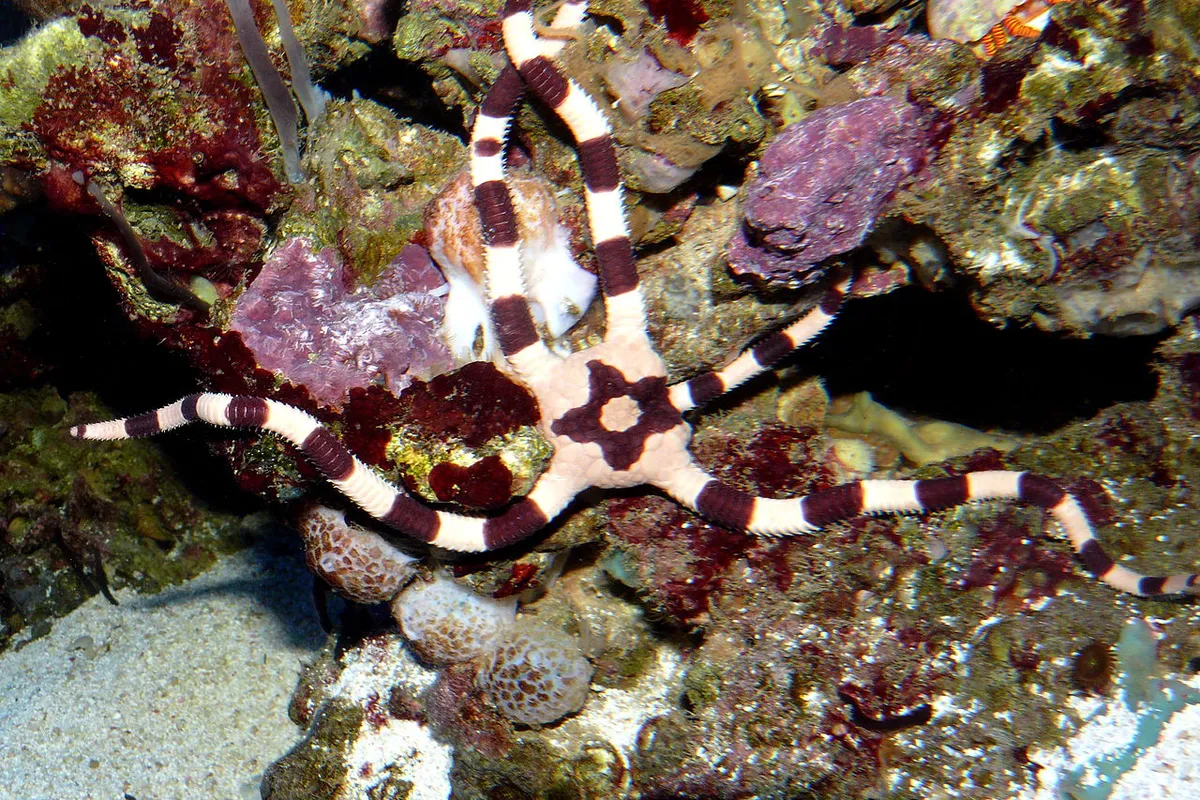 Ophiure superbe — photo 1 sur 4