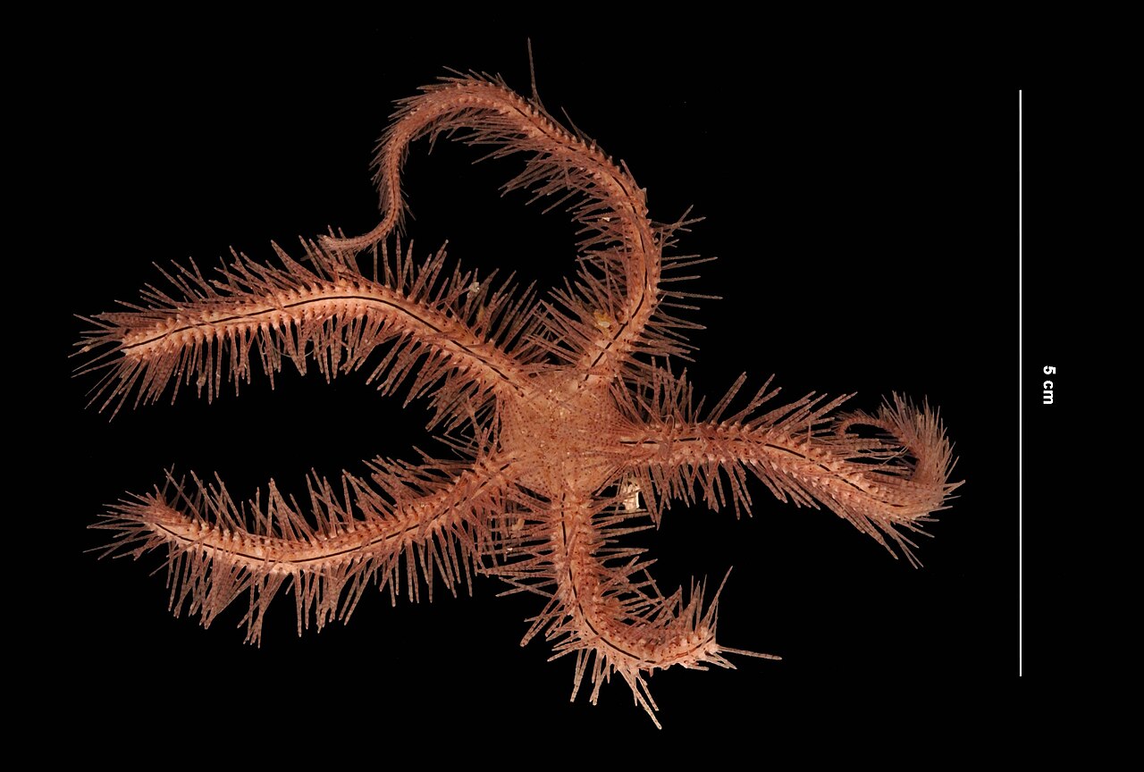 Ophiure de Suenson