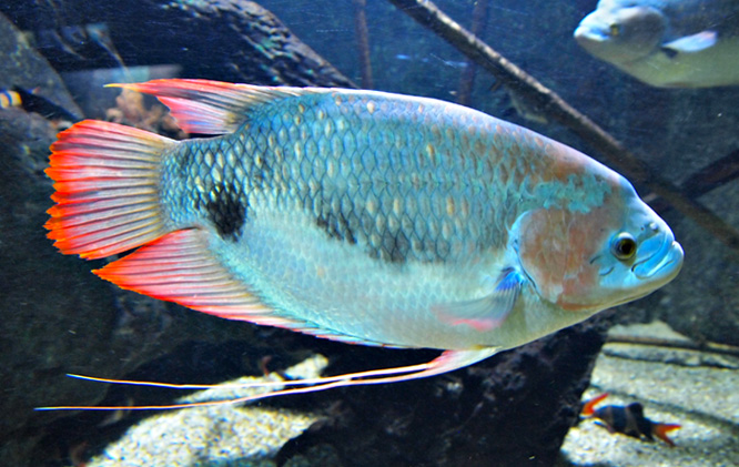 Gourami géant à bandes — photo 1 sur 4