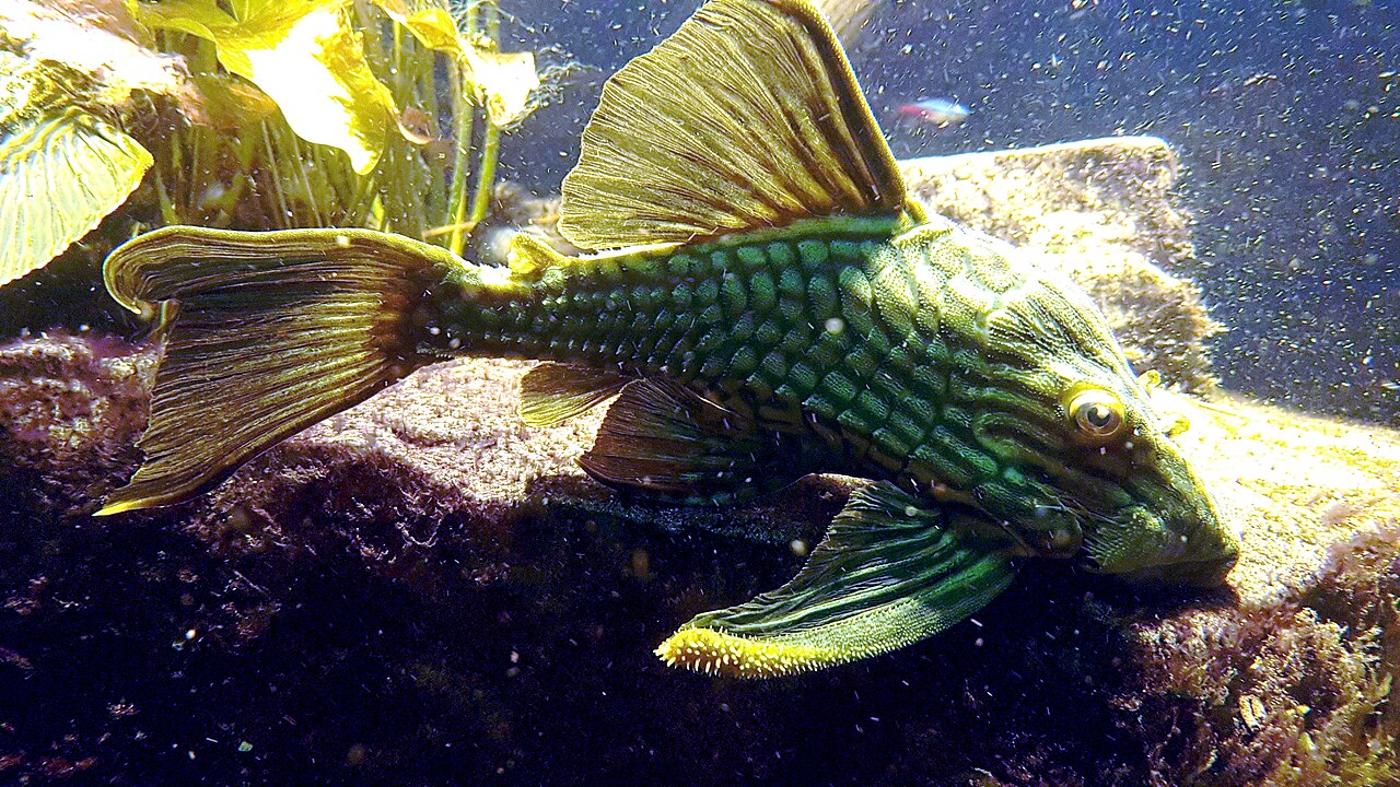Panaque d'Armbruster
