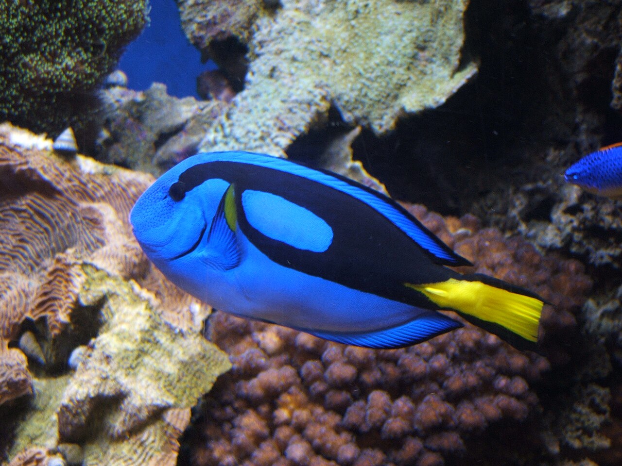 Chirurgien bleu