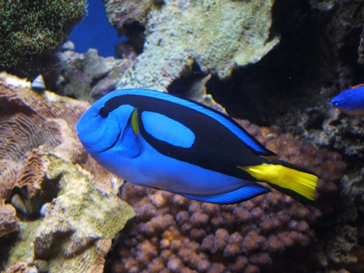 Chirurgien bleu — photo 1 sur 4