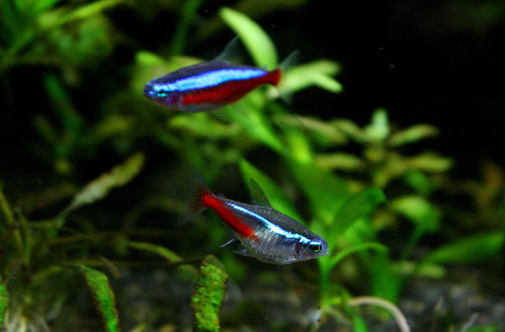 Néon bleu