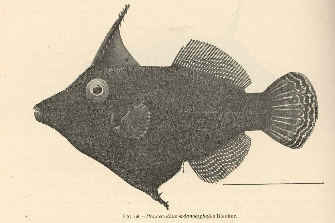 Poisson-lime orange