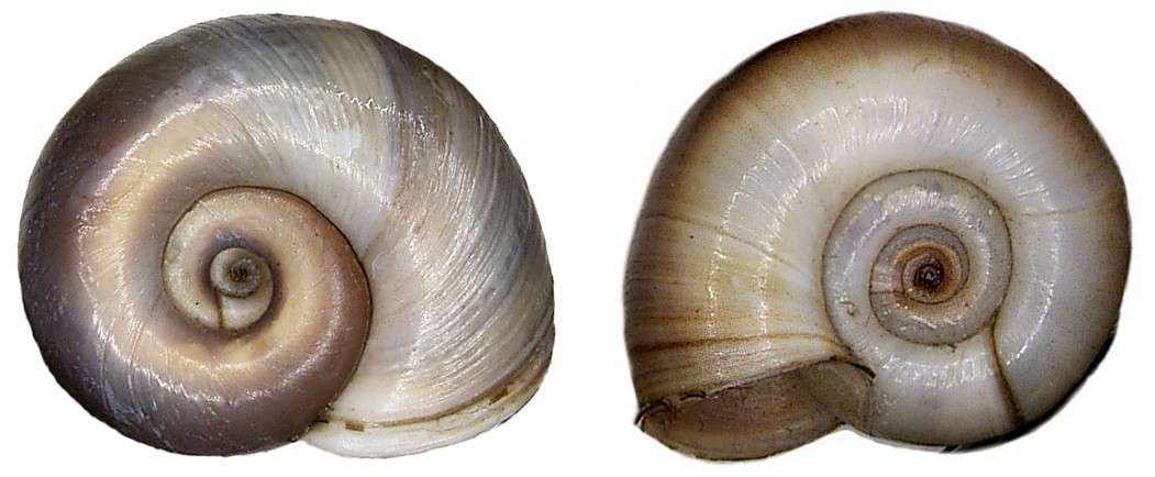 Planorbe