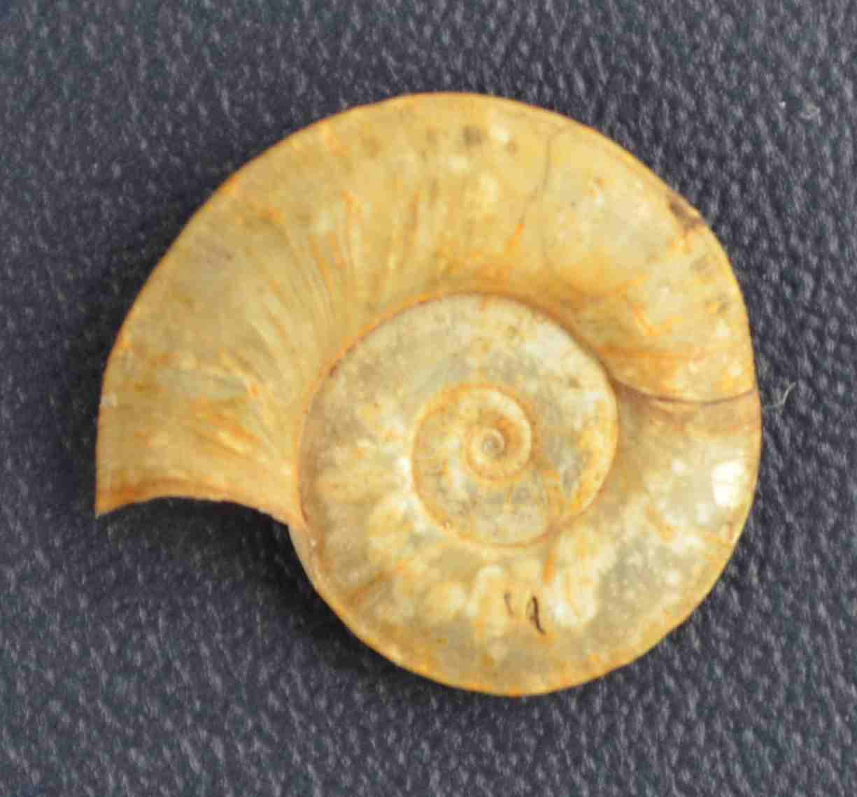 Planorbe carénée