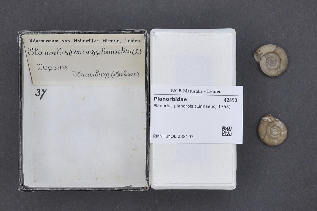 Planorbe commune