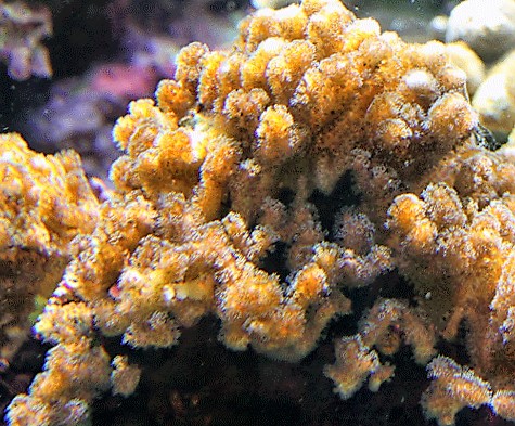Pocillopore