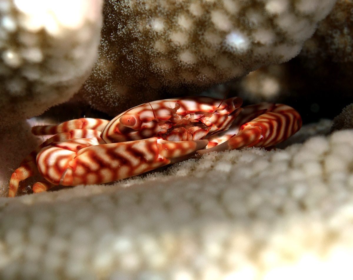 Pocillopore d'Eydoux
