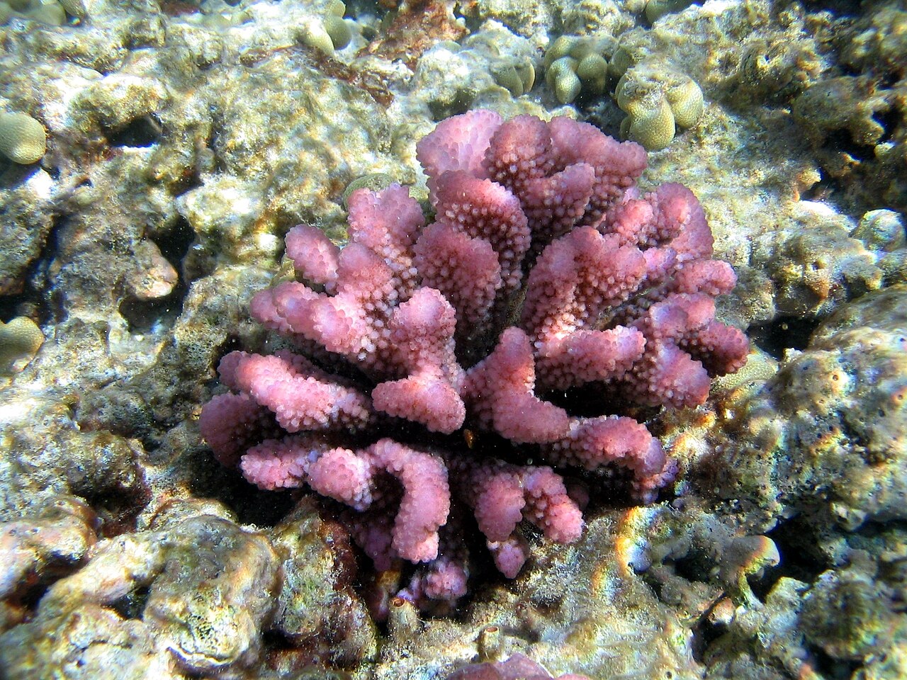 Pocillopore méandrine