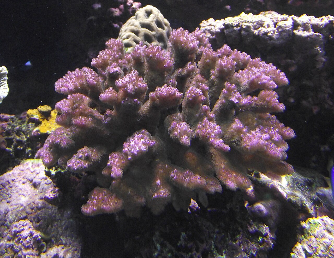 Pocillopore verruqueux