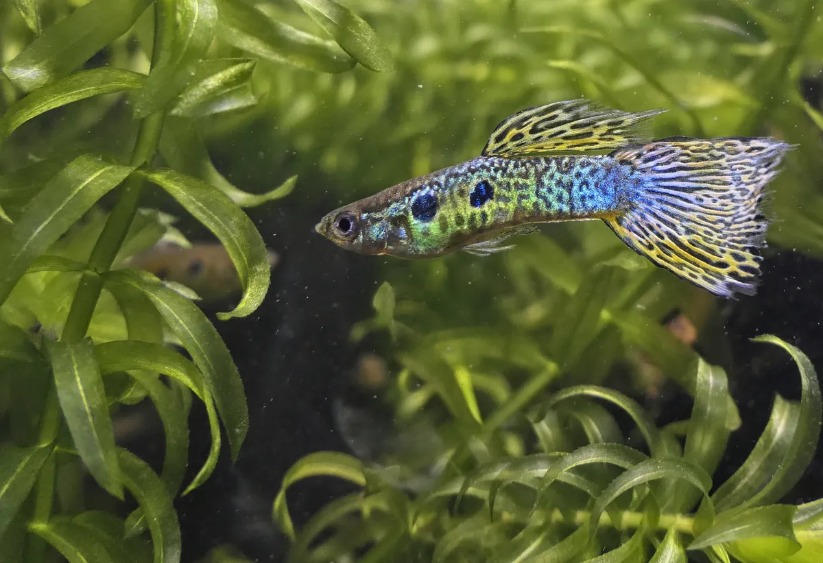 Guppy — photo 1 sur 5