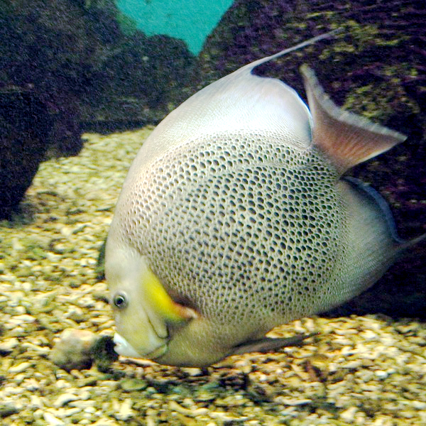 Poisson-ange gris