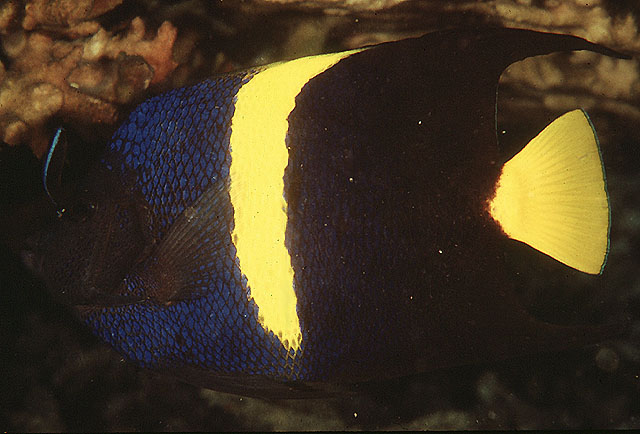 Poisson-ange arabe