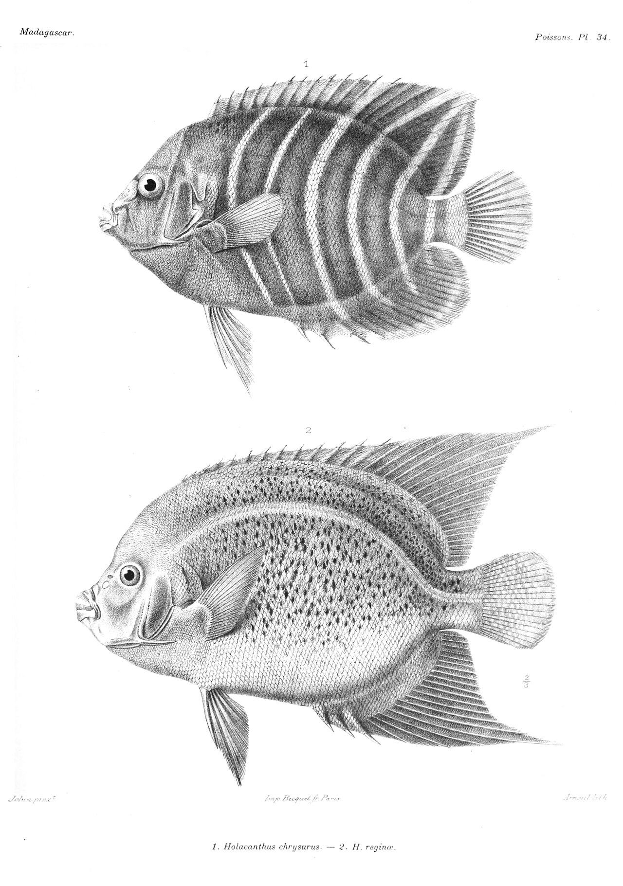 Poisson-ange à queue dorée