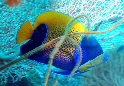 Poisson-ange à ceinture bleue