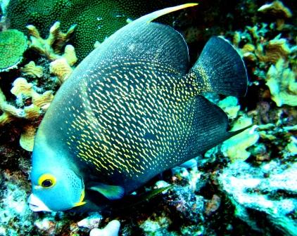 Poisson-ange français
