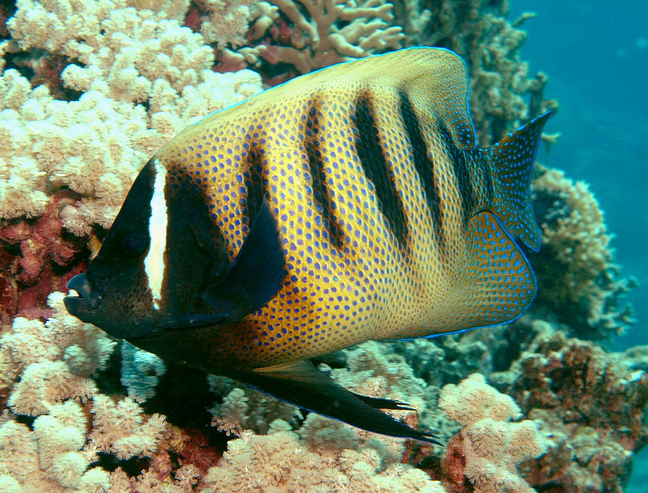 Poisson-ange à six bandes