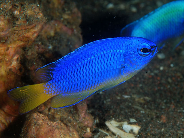 Demoiselle céleste