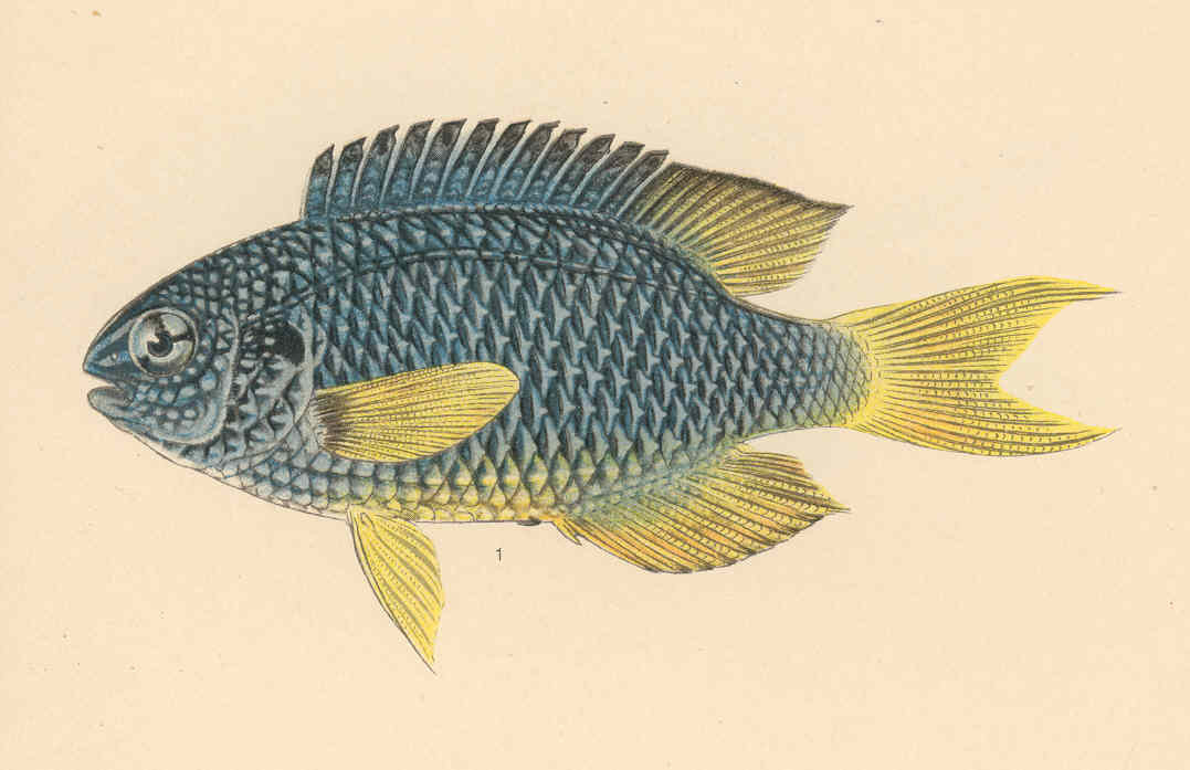 Demoiselle paon