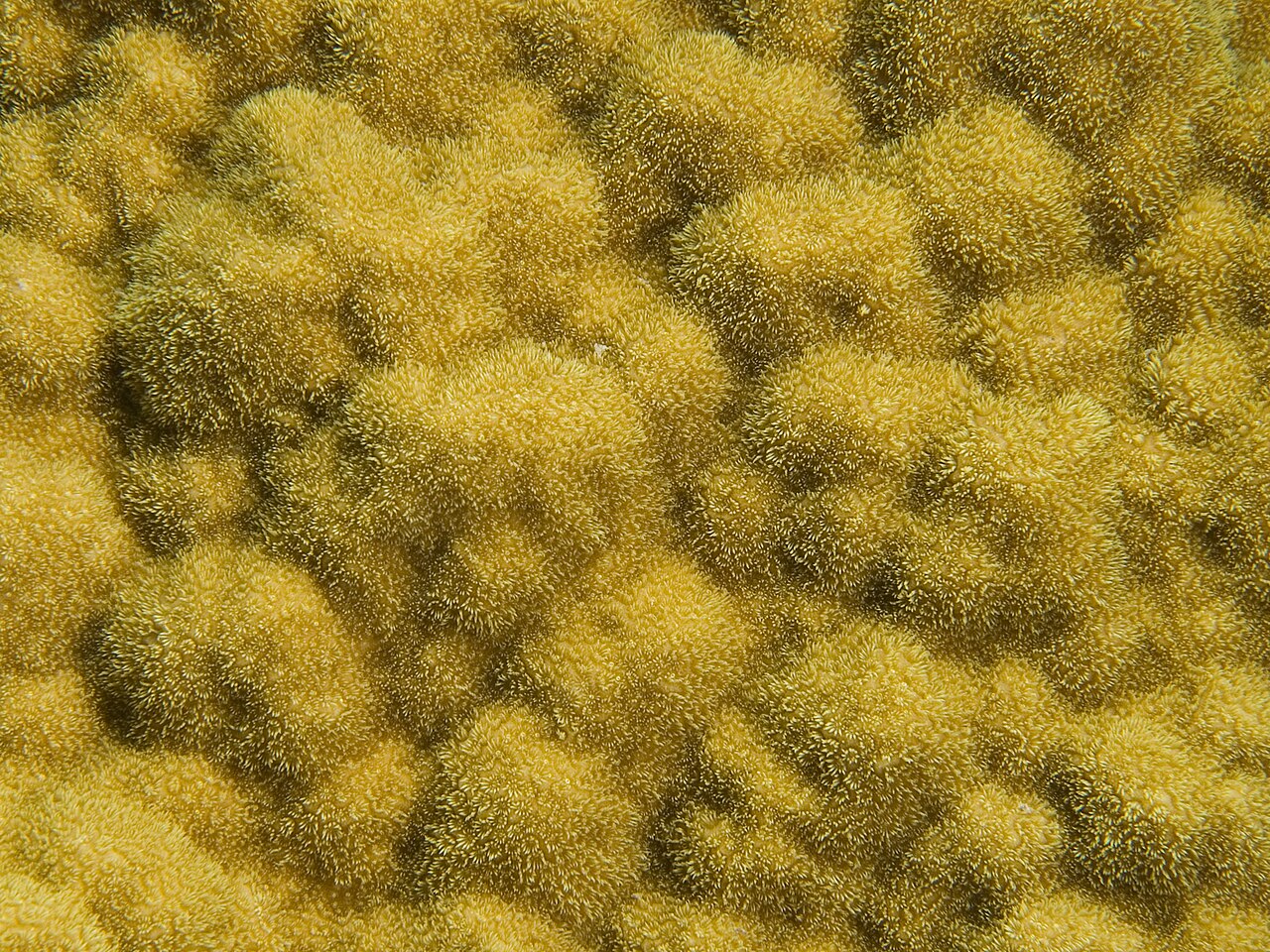 Porites astreoïde
