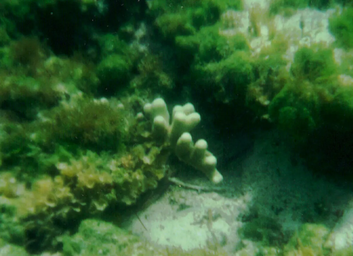 Porites porites — photo 1 sur 4