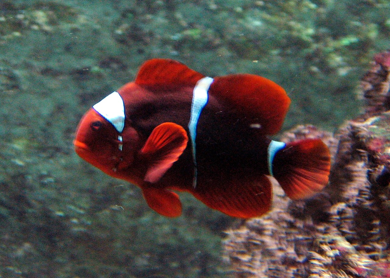 Poisson-clown à épines