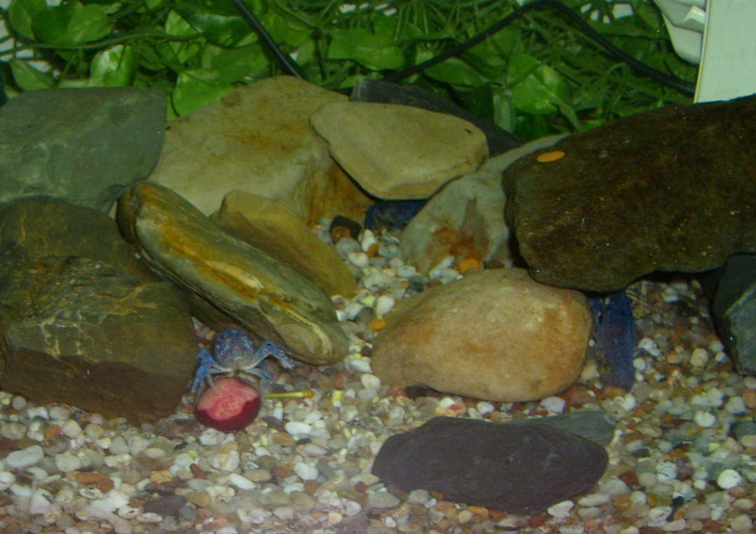 Écrevisse bleue de Floride