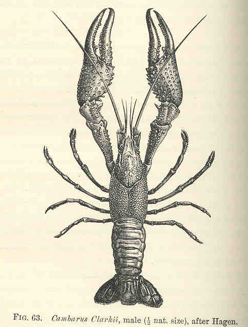 Écrevisse rouge de Louisiane