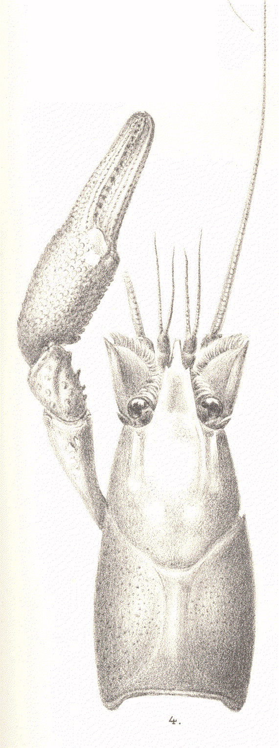 Écrevisse marbrée