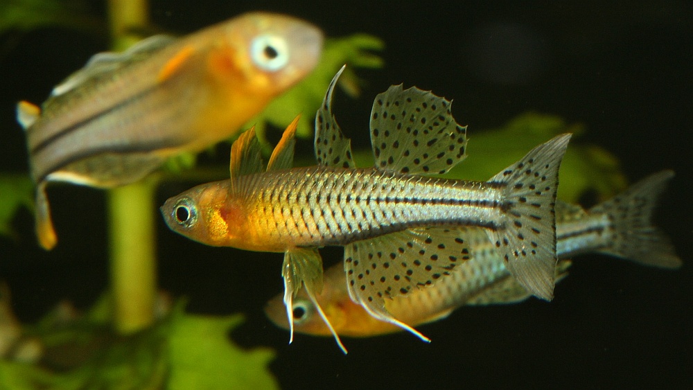 Pseudomugil de Gertrude