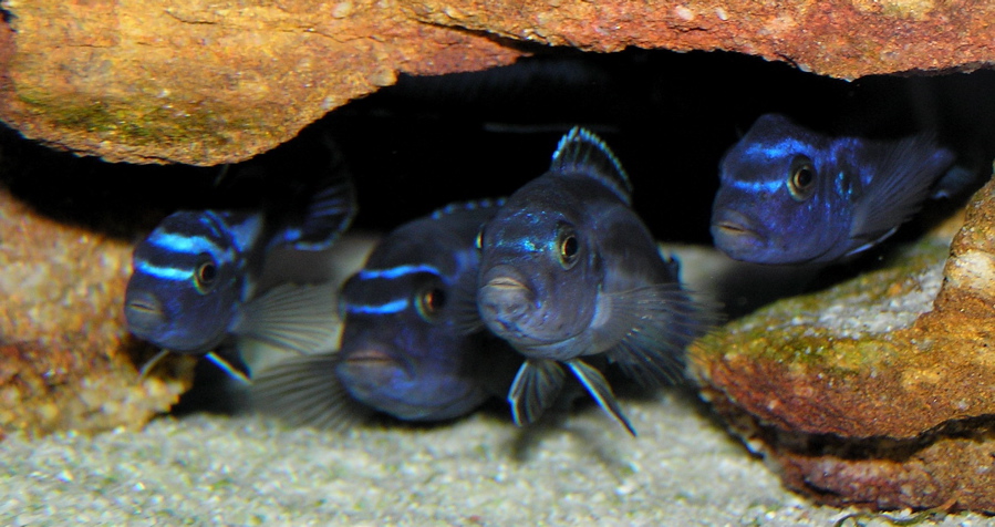 Pseudotropheus cyaneorhabdos