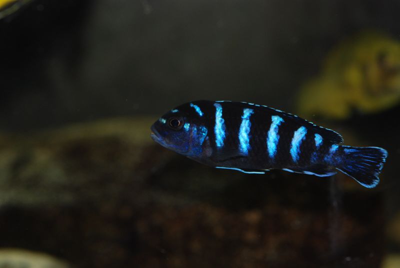 Cichlidé Demasoni