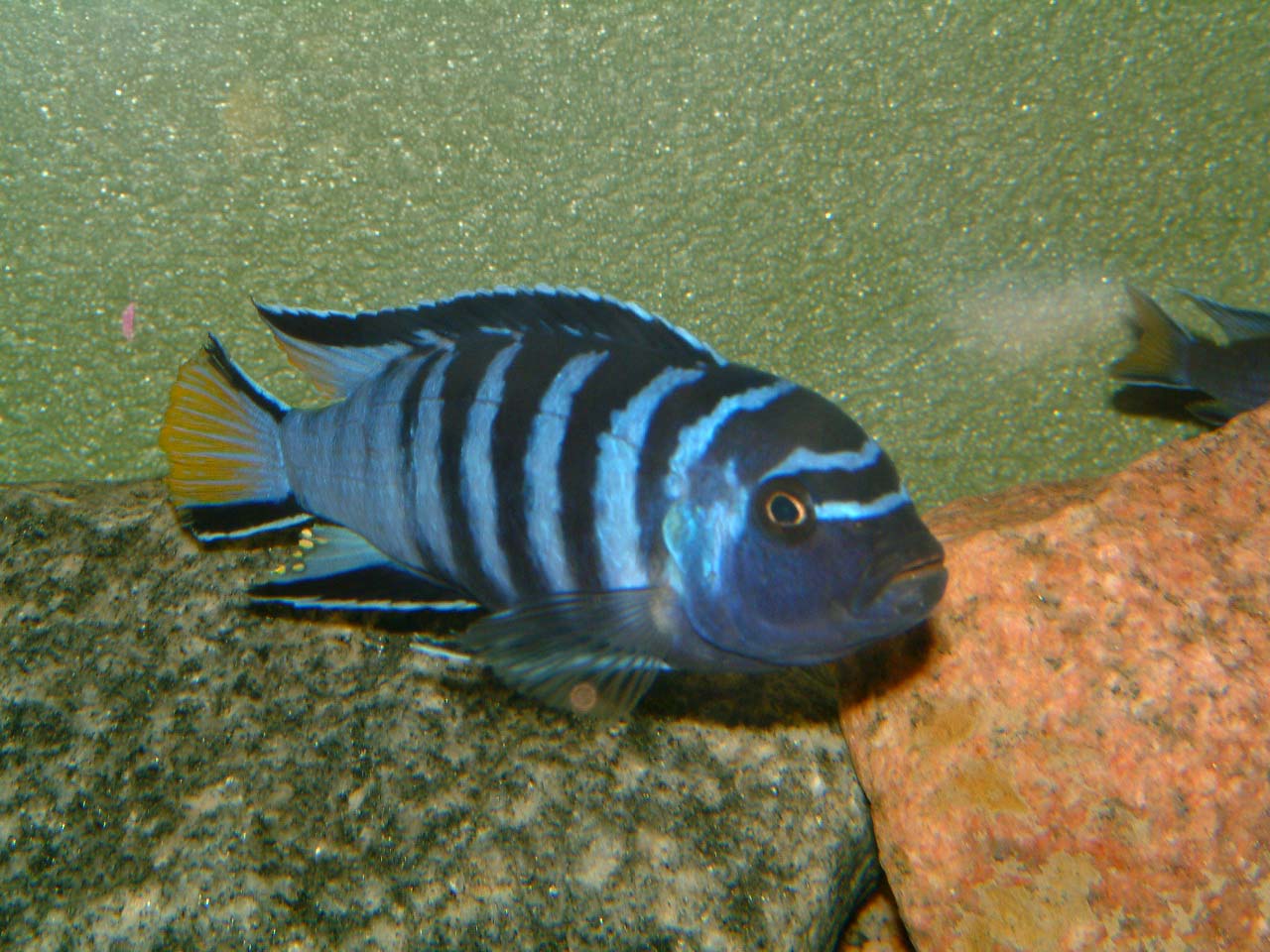 Pseudotropheus allongé