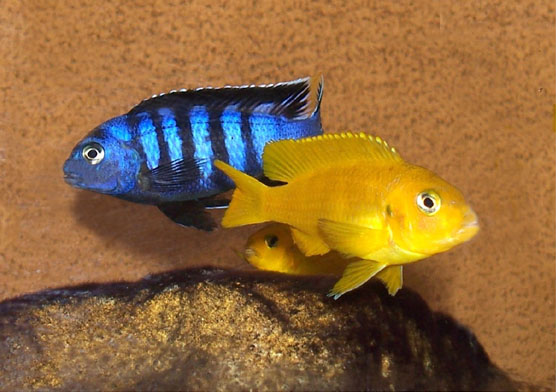 Cichlidé Saulosi