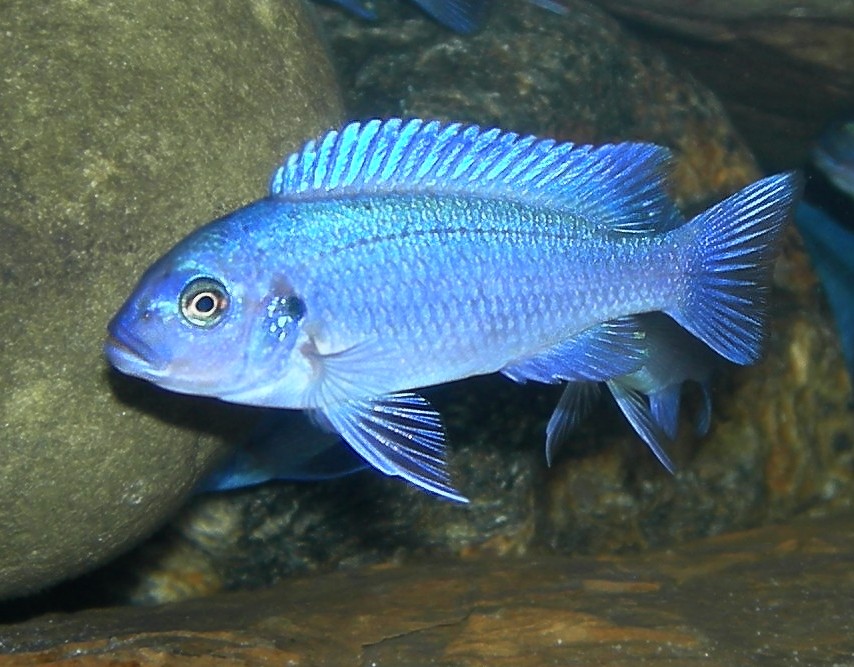 Cichlidé zèbre