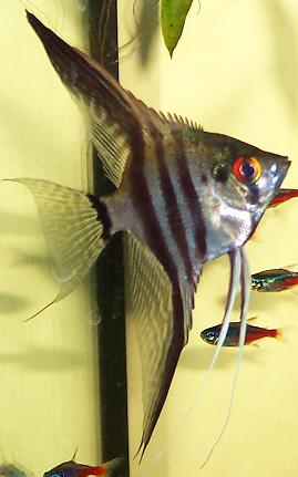 Scalaire