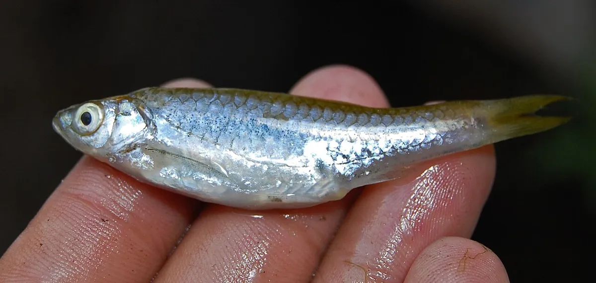 Rasbora argenté — photo 1 sur 4