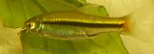 Rasbora à queue rouge