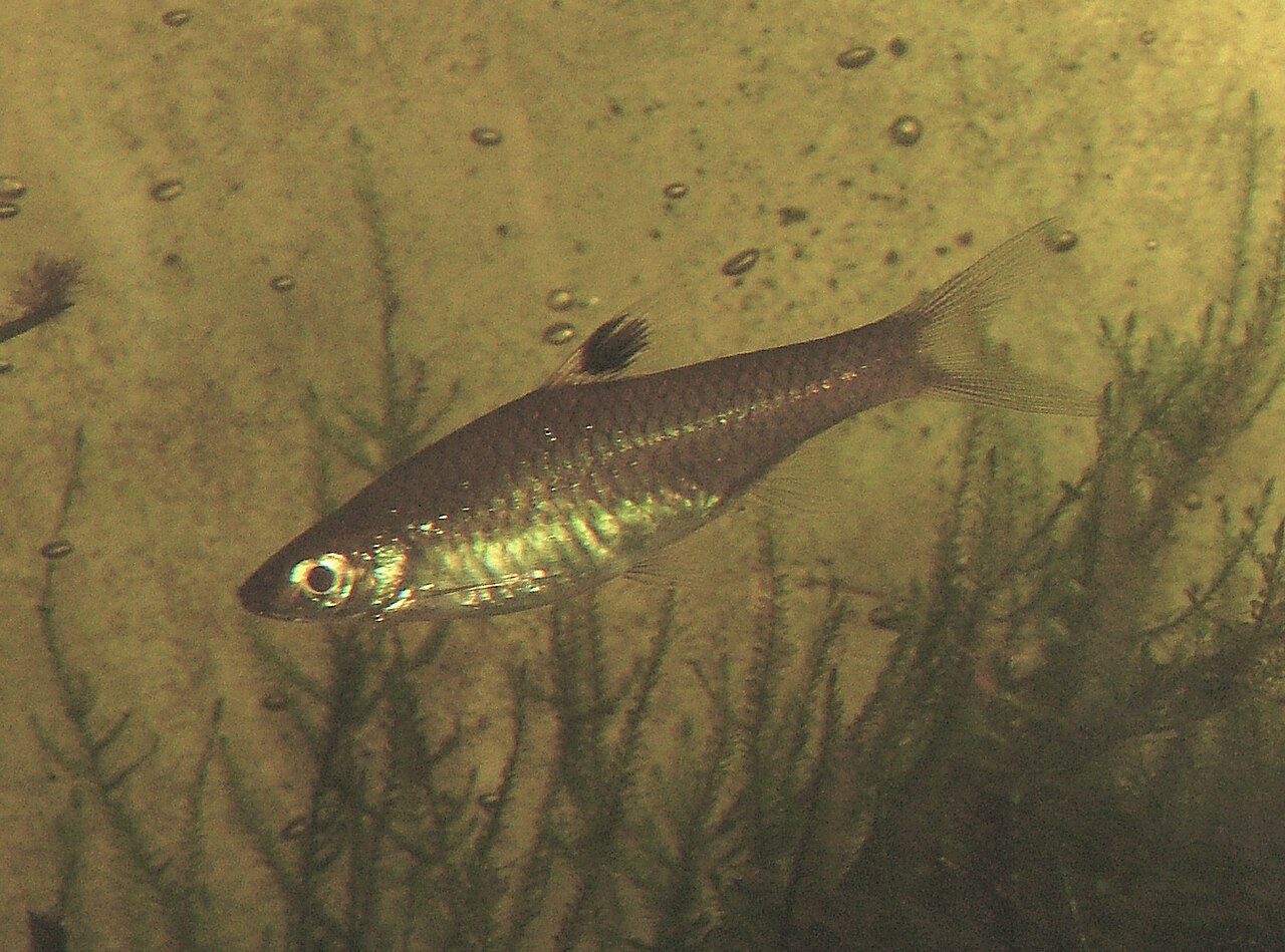 Rasbora à œil
