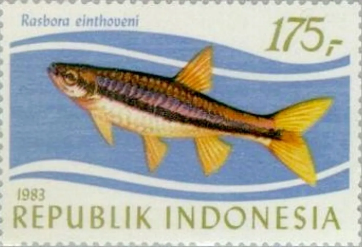 Rasbora d'Einthoven — photo 1 sur 4