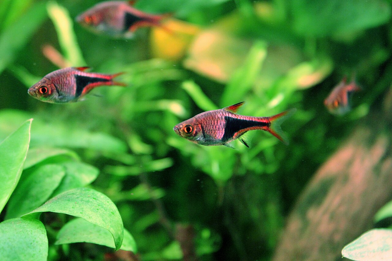 Rasbora arlequin