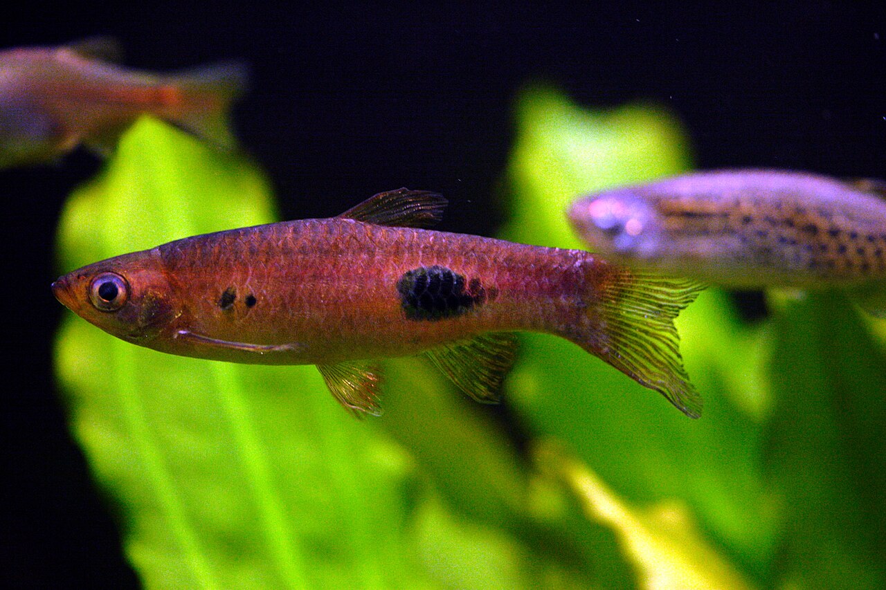 Rasbora clown