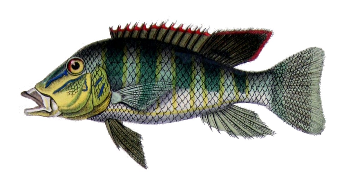 Retroculus lapidifère