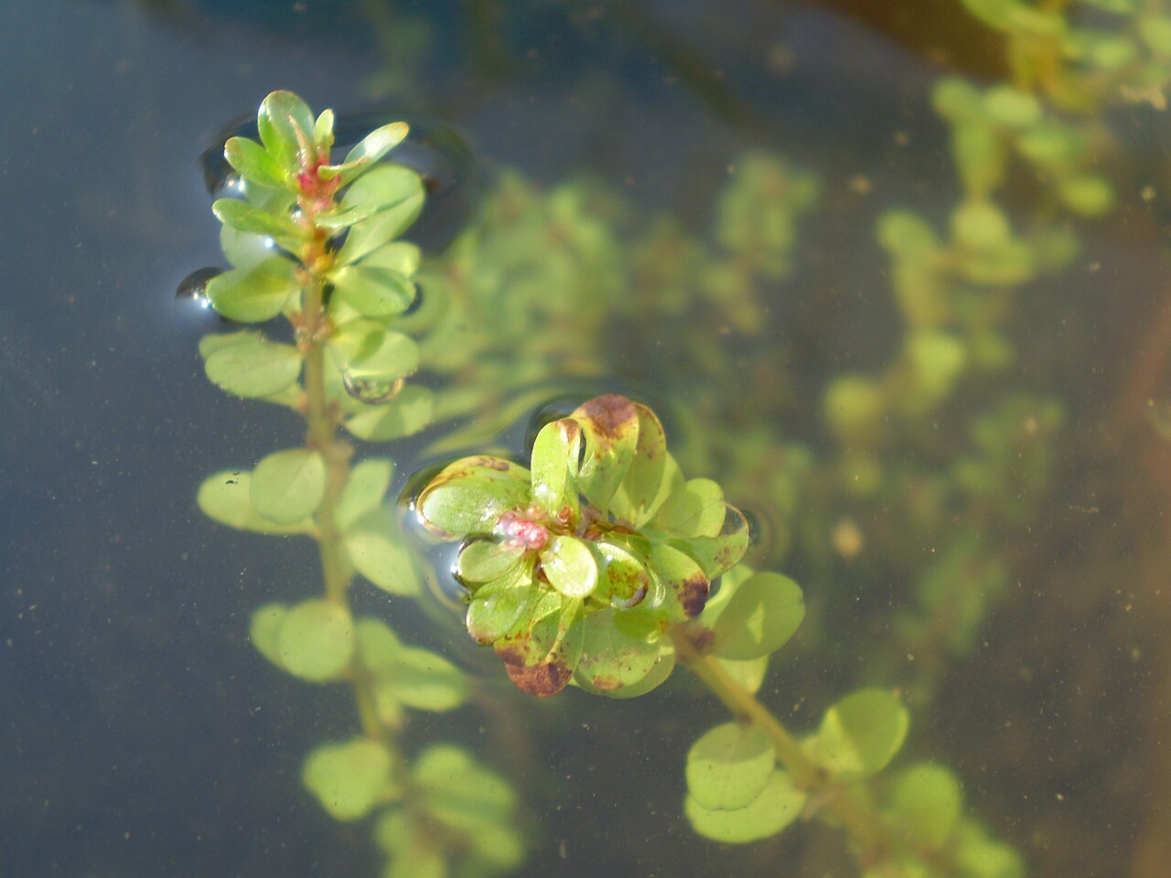 Rotala d'Inde