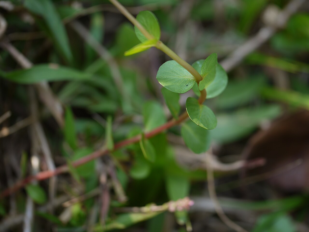 Rotala macrandre