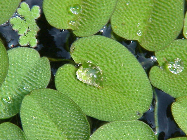 Salvinie naine