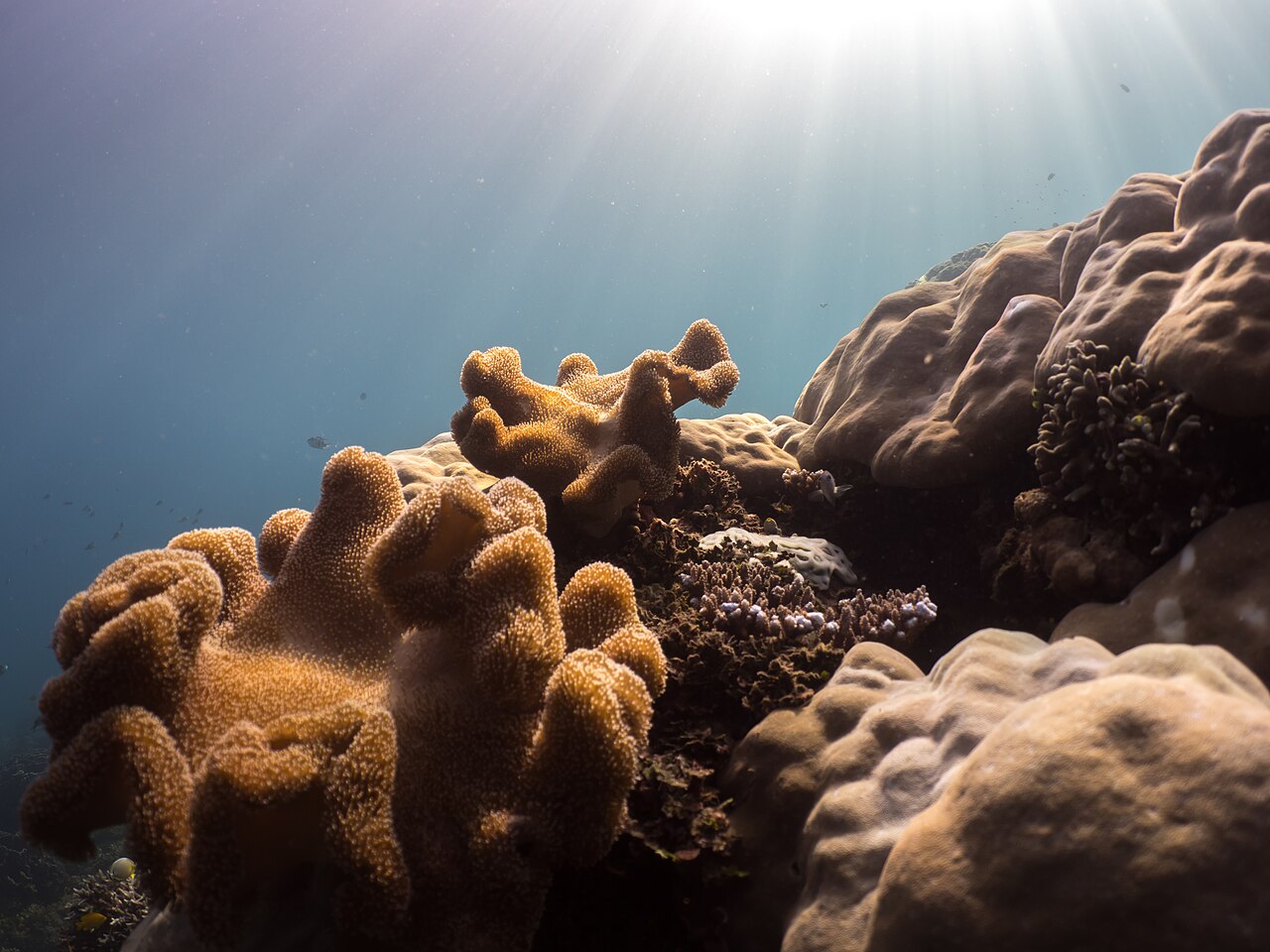 Corail cuir d'Ehrenberg